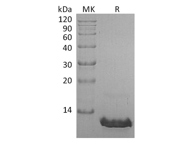 Recombinant Human CCL8/MCP-2 Protein