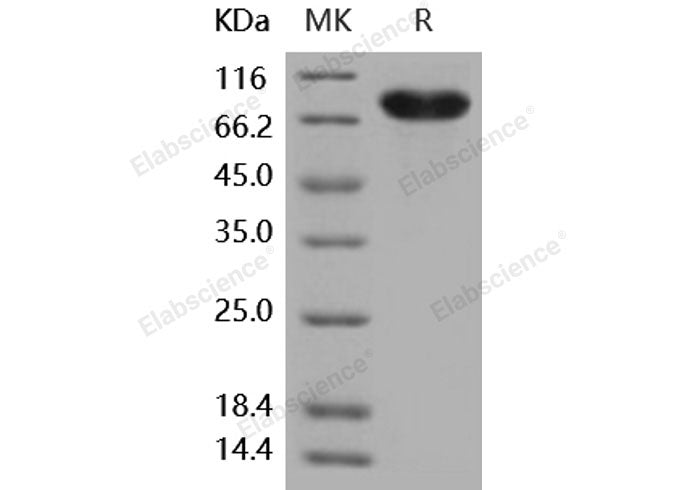 Recombinant Human CD14 Protein (Fc Tag)