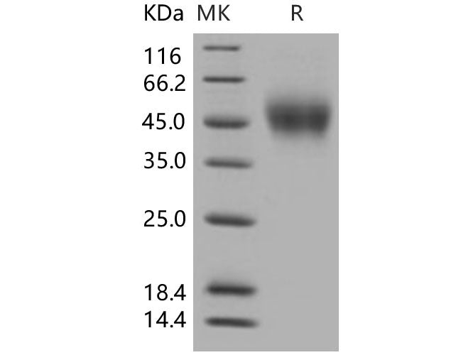 Recombinant Human CD150/SLAMF1 Protein (His Tag)(Active)