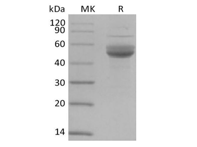 Recombinant Human CD3 epsilon/CD3E (C-Fc-Avi) Biotinylated