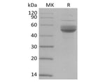 Recombinant Human CD3 epsilon/CD3E (C-Fc-Avi) Biotinylated