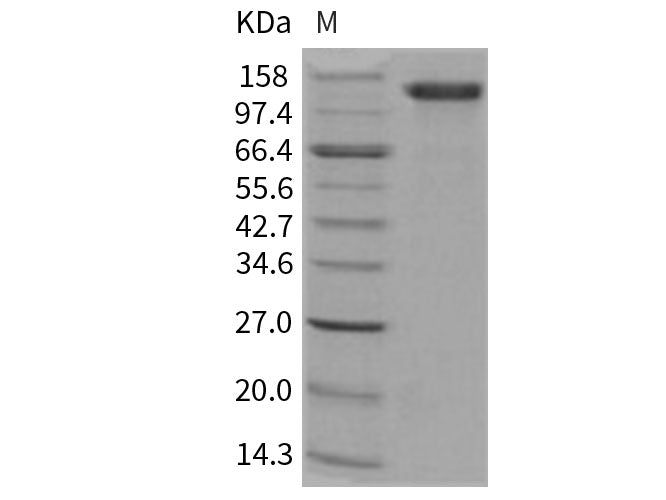 Recombinant Human CD31/PECAM1 Protein (Fc Tag)(Active)