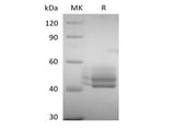 Recombinant Human CD3E&CD3G Heterodimer (C-Fc-6His&C-Fc-Flag)
