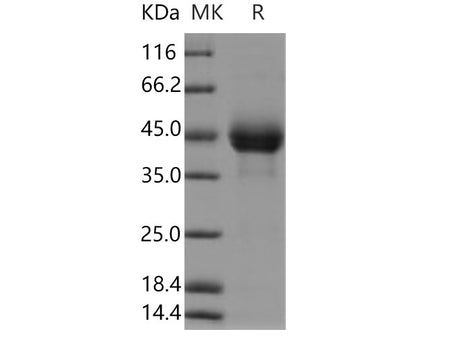 Recombinant Human CD3E & CD3G Heterodimer Protein (Active)