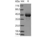 Recombinant Human CD3E & CD3G Heterodimer Protein (Active)