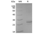 Recombinant Human CD40L/TNFSF5/CD40 Ligand (N-6His-Avi) Biotinylated