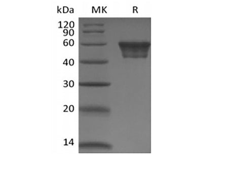Recombinant Human CD82 (N-Fc)
