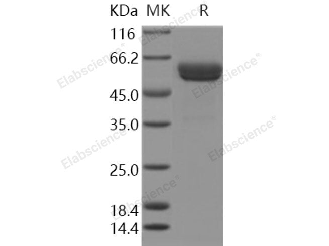 Recombinant Human CLEC1A/CLEC-1 Protein (Fc Tag)