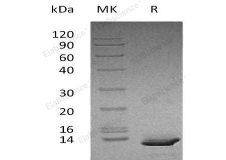 Recombinant Human CXCL10 Protein
