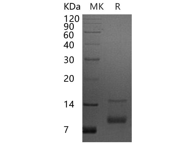 Recombinant Human CXCL7/NAP-2 Protein