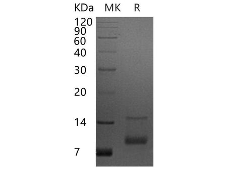 Recombinant Human CXCL7/NAP-2 Protein