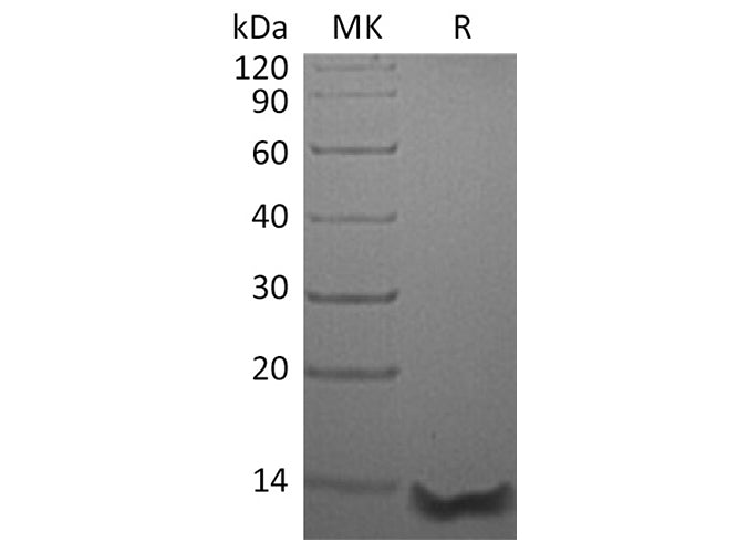 Recombinant Human Eotaxin-3/CCL26 Protein (aa 27-94)