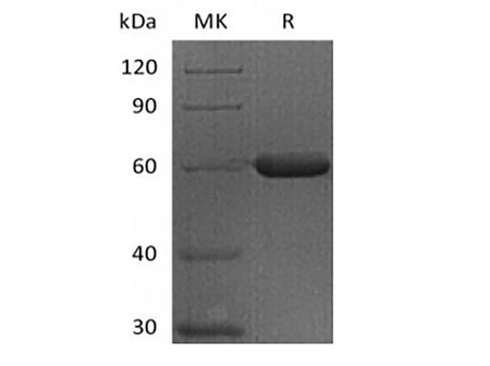 Recombinant Human FGL1 (C-Fc)