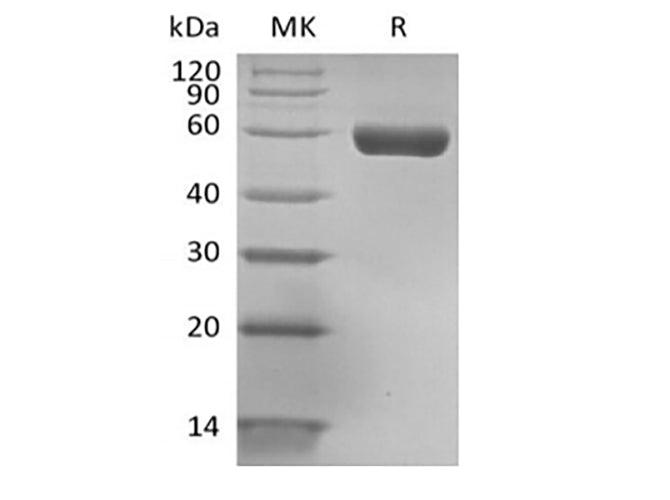 Recombinant Human HLA-A*0201 GP100 complex Protein (C-Avi-10His) Biotinylated