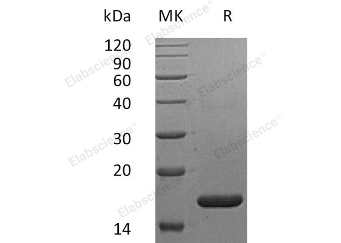 Recombinant Human IFNα2b/IFNA2 Protein (Lys46)