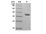 Recombinant Human IgG1 Fc Biotinylated