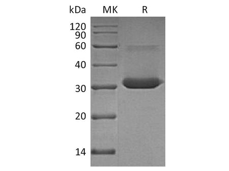Recombinant Human IgG4-Fc Protein (aa 104-327, Leu325Pro)