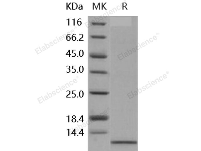 Recombinant Human IL-8/CXCL8 Protein (aa 23-99)