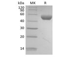 Recombinant Human Interleukin-13/IL-13 (C-Avi-6His) Biotinylated