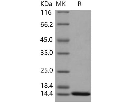 Recombinant Human ISG15/G1P2 Protein (mature form)