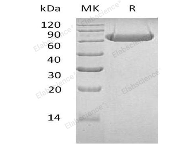 Recombinant Human LAG3/CD223 Protein (Fc Tag)