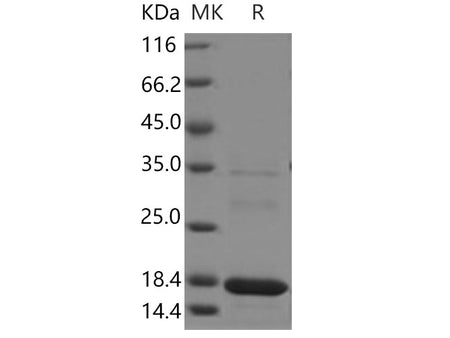 Recombinant Human MAGOH Protein (His Tag)