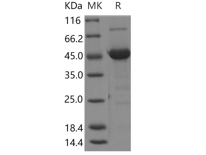 Recombinant Human MANF/ARMET Protein (Fc Tag)
