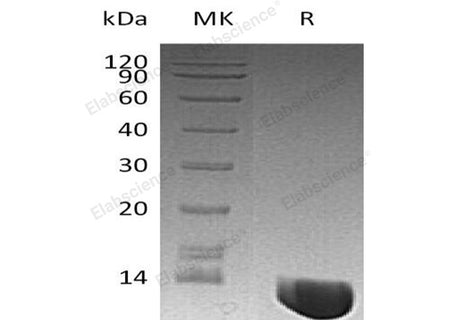 Recombinant Human MIF Protein
