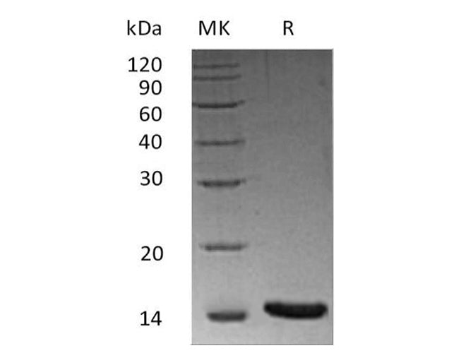 Recombinant Human/Mouse/Rat Activin A/INHBA Protein
