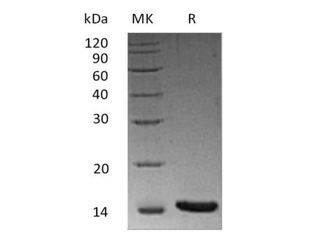 Recombinant Human/Mouse/Rat Activin A/INHBA Protein