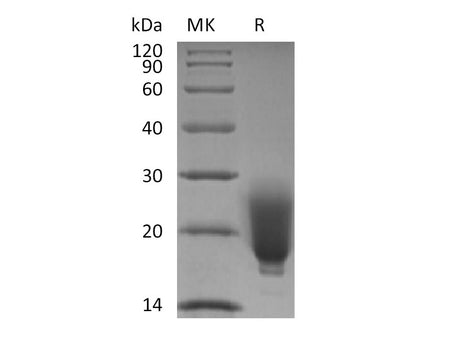 Recombinant Human/Mouse/Rat Irisin/FNDC5 (N-6His) Purity >95%
