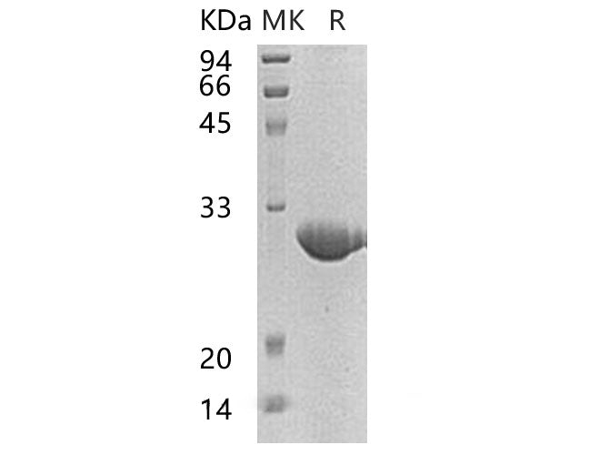 Recombinant Human NOL3 Protein