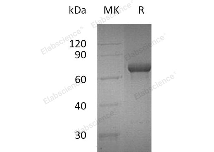 Recombinant Human OX40/TNFRSF4 Protein (Fc Tag)(Active)