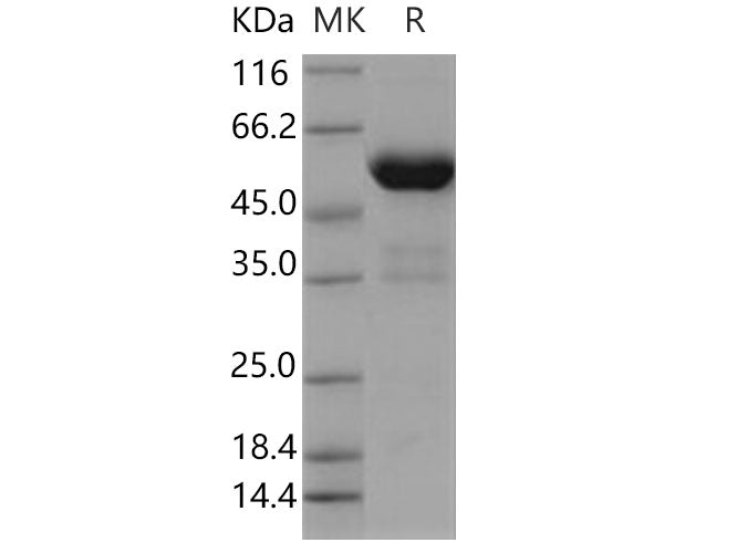 Recombinant Human PPIase/FKBP7 Protein (Fc Tag)