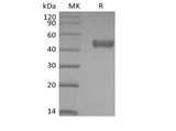 Recombinant Human PVRIG (C-mFc) Expression Host HEK293 Cells