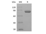 Recombinant Human PVRL2/Nectin-2/CD112 (C-mIgG2a Fc)