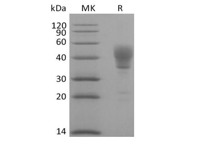Recombinant Human Signal Transducer CD24/CD24 (C-Fc) 