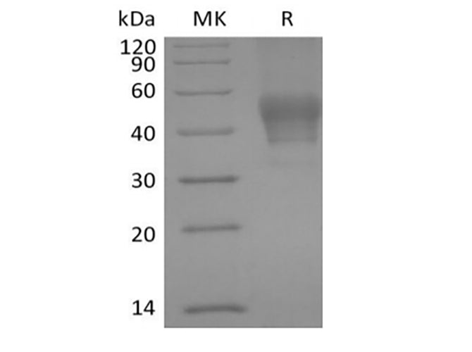 Recombinant Human Signal Transducer CD24/CD24 (C-mFC)
