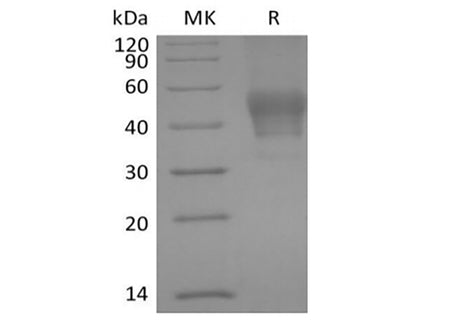 Recombinant Human Signal Transducer CD24/CD24 (C-mFC)
