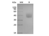 Recombinant Human SLAM Family Member 6/SLAMF6/CD352/NTB-A (C-6His-Avi) Biotinylated