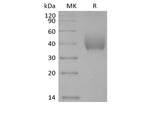 Recombinant Human SLAM Family Member 7/SLAMF7/CD319/CRACC (C-6His-Avi) Biotinylated