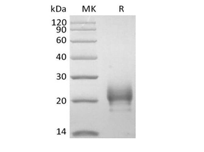 Recombinant Human Thymic Stromal Lymphopoietin/TSLP (R127A, R130A, C-10His)