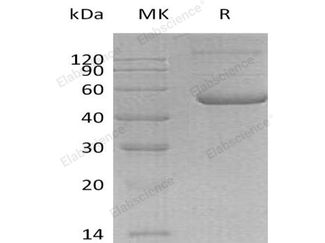 Recombinant Human TNFSF7/CD70 Protein (Fc Tag)