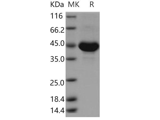 Recombinant Human TSPAN8/Tetraspanin 8 Protein (Fc Tag)