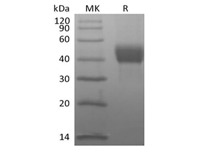 Recombinant Human Tumor-associated Calcium Signal Transducer 2/TROP-2 (C-Avi-6His) Biotinylated