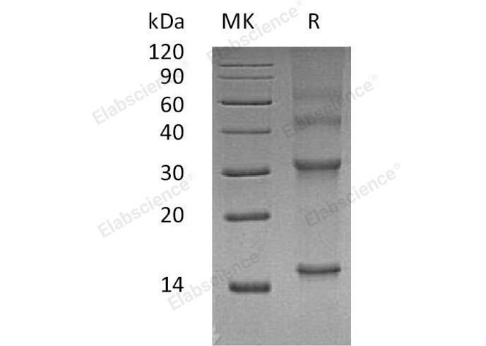 Recombinant Human UBE2D3 Protein
