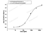 Recombinant MERS-CoV Spike Protein (S1+S2 ECD, aa 1-1297, His Tag)