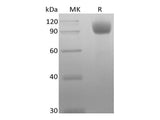 Recombinant Mouse Angiotensin-Converting Enzyme 2/ACE-2 (C-10His)