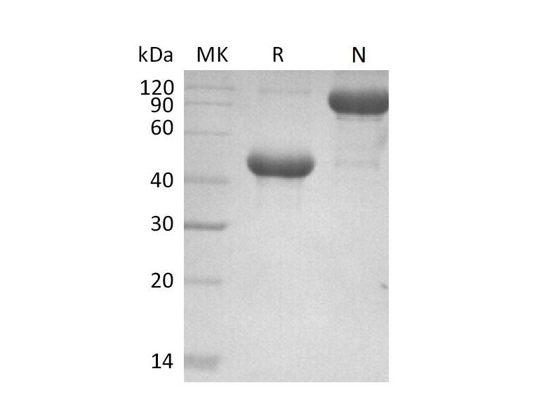 Recombinant Mouse APRIL/TNFSF13 Protein (Fc Tag)