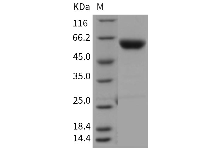 Recombinant Mouse Carboxypeptidase B2/CPB2 Protein (His Tag)